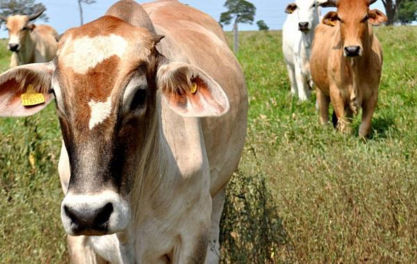 Boa nutrição e controle parasitário geram maior produtividade na pecuária 