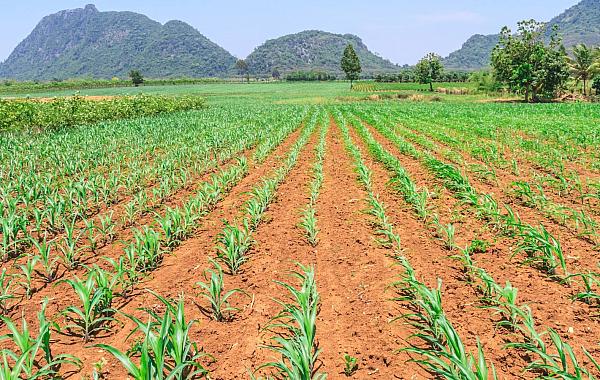 Modelos sustentáveis da agricultura brasileira: um exemplo para o mundo